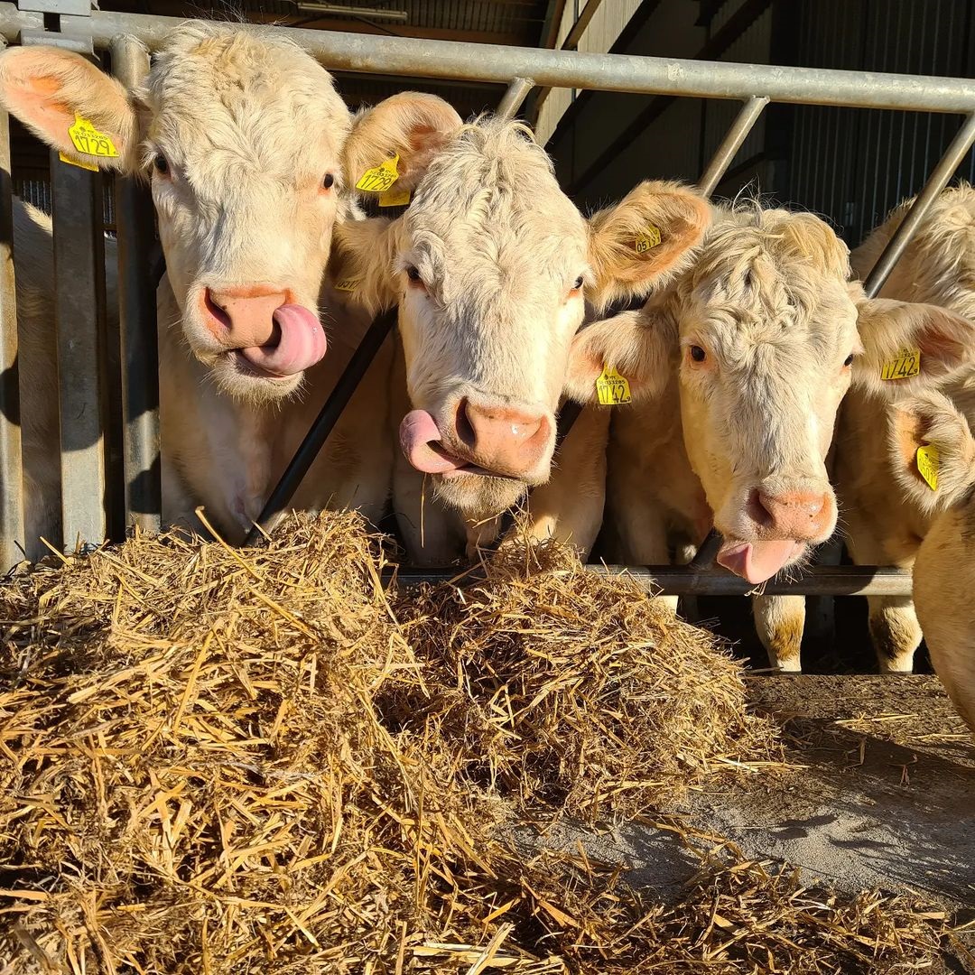 Charolais Cattle for sale